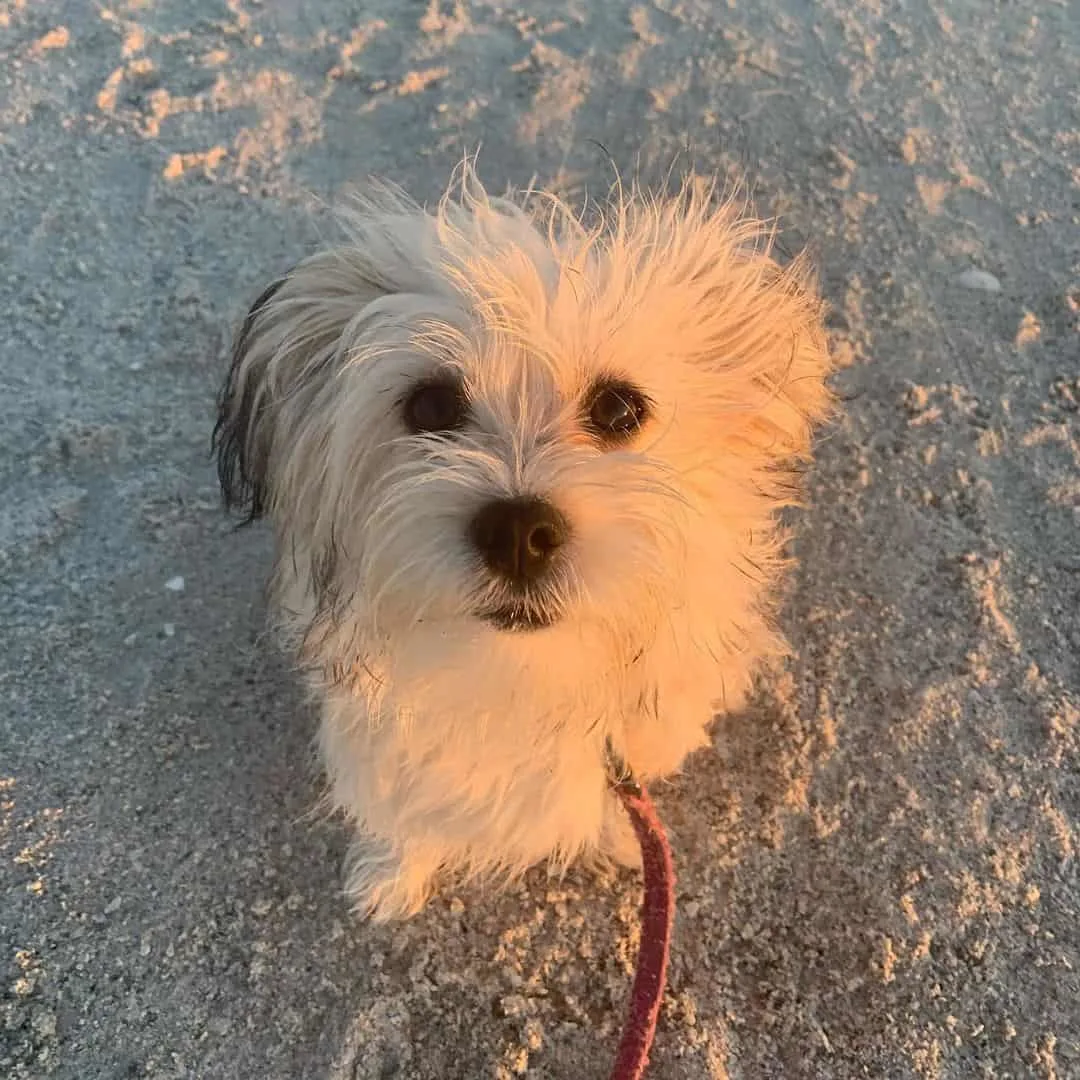We're were told he was a maltese x Chihuahua mix : r/DogBreeds101