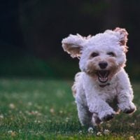 maltese puppy running