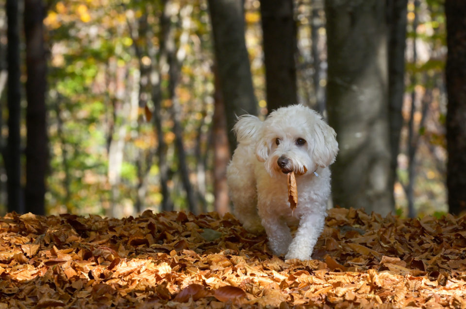 Top 10 Best Maltese Rescues For Adoption In The U S   Maltese Walking Through Forest Carrying A Leaf 960x636 