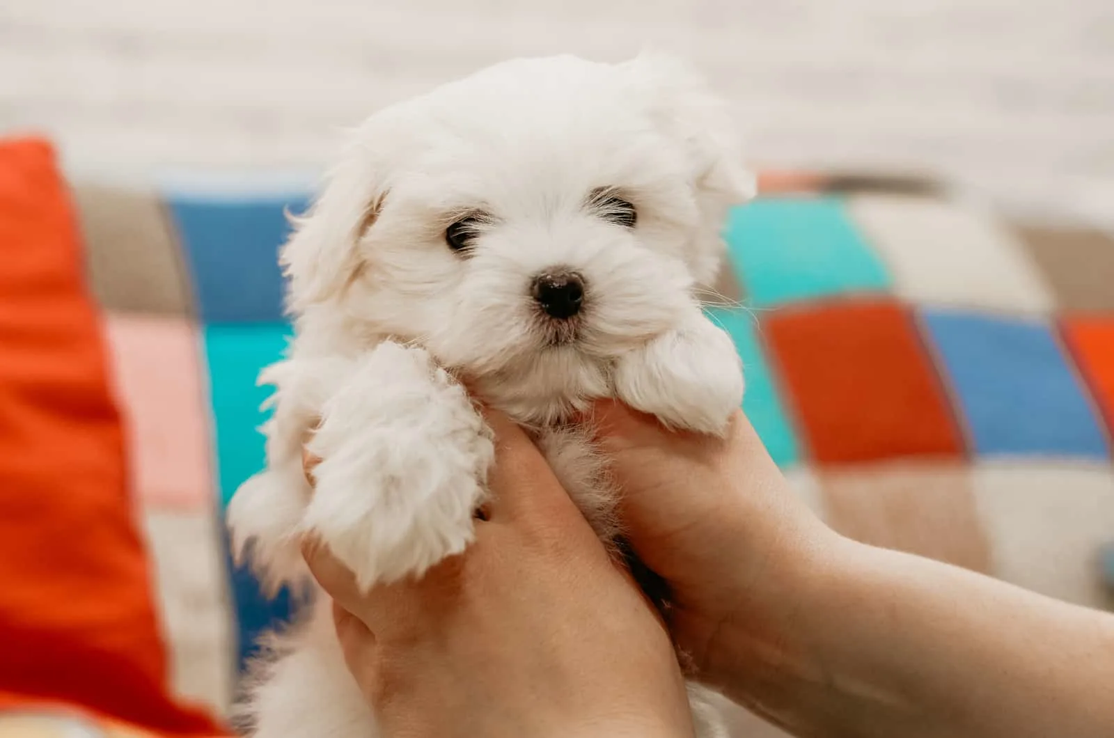 at what age do maltese puppies open their eyes