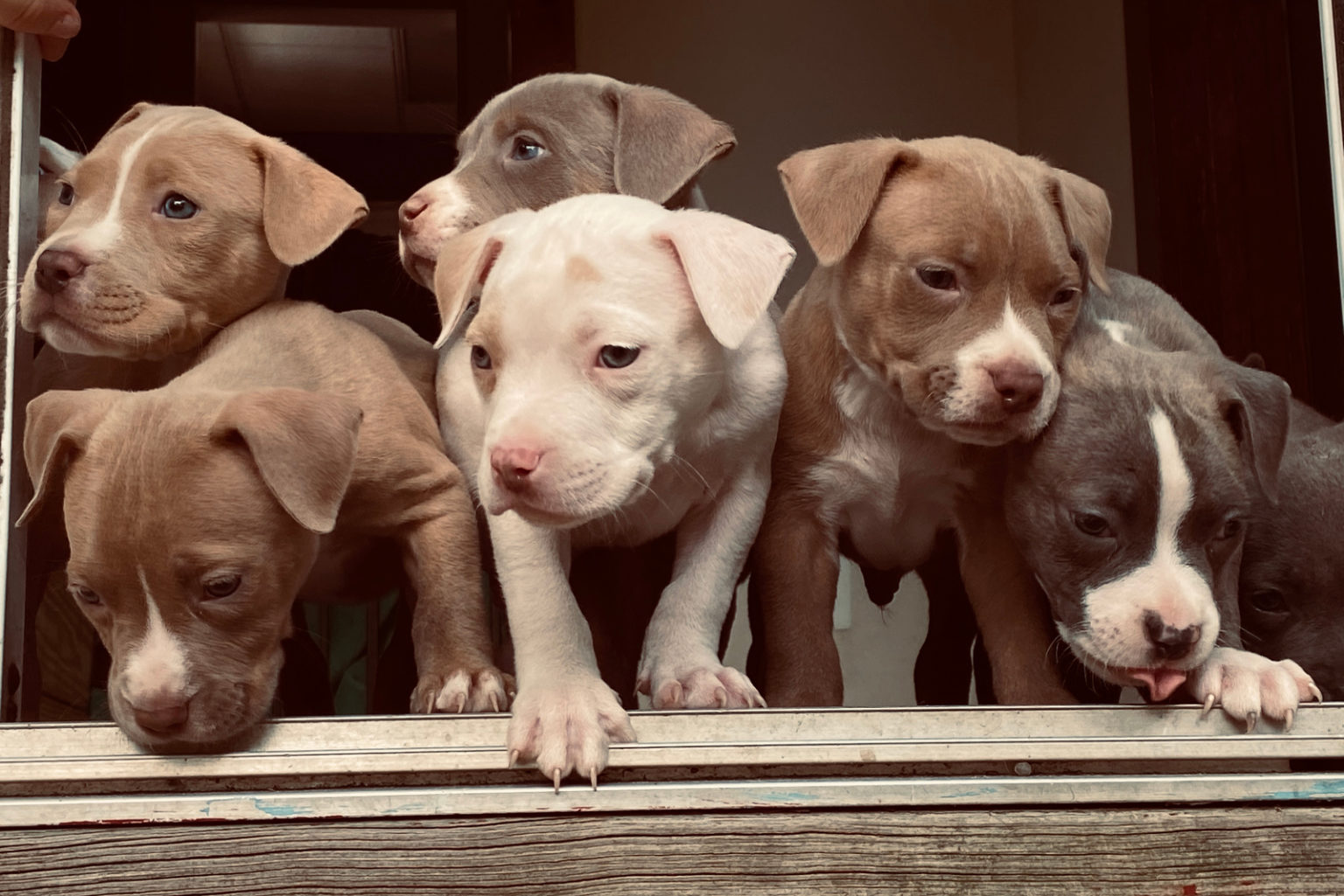 Best Pitbull Breeders In The US Where To Find Pitbull Puppies For Sale