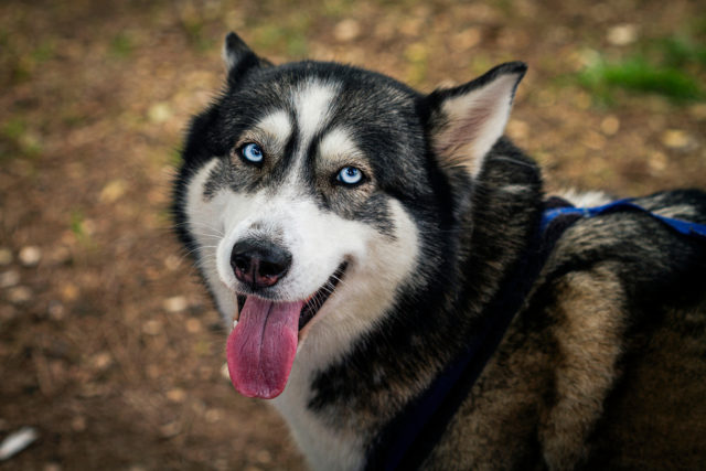 100+Husky Names: As Unique Names As The Breed Itself