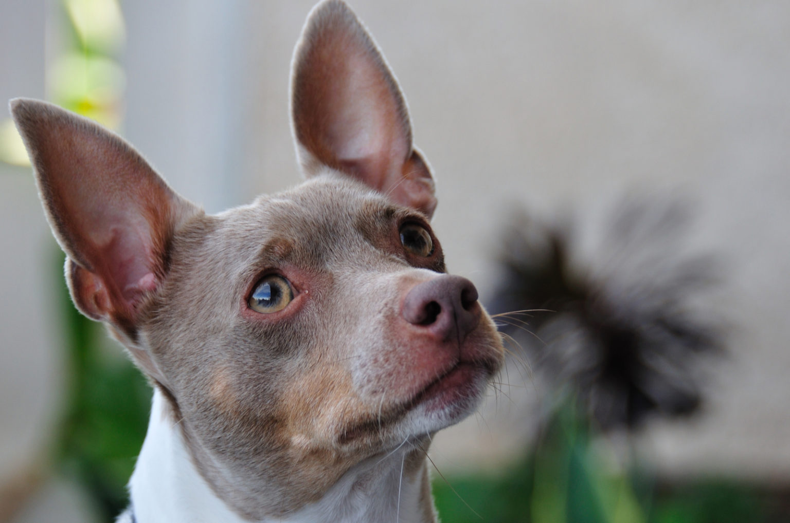 Toy Rat Terrier A Small Dog With A Huge Energy Bar