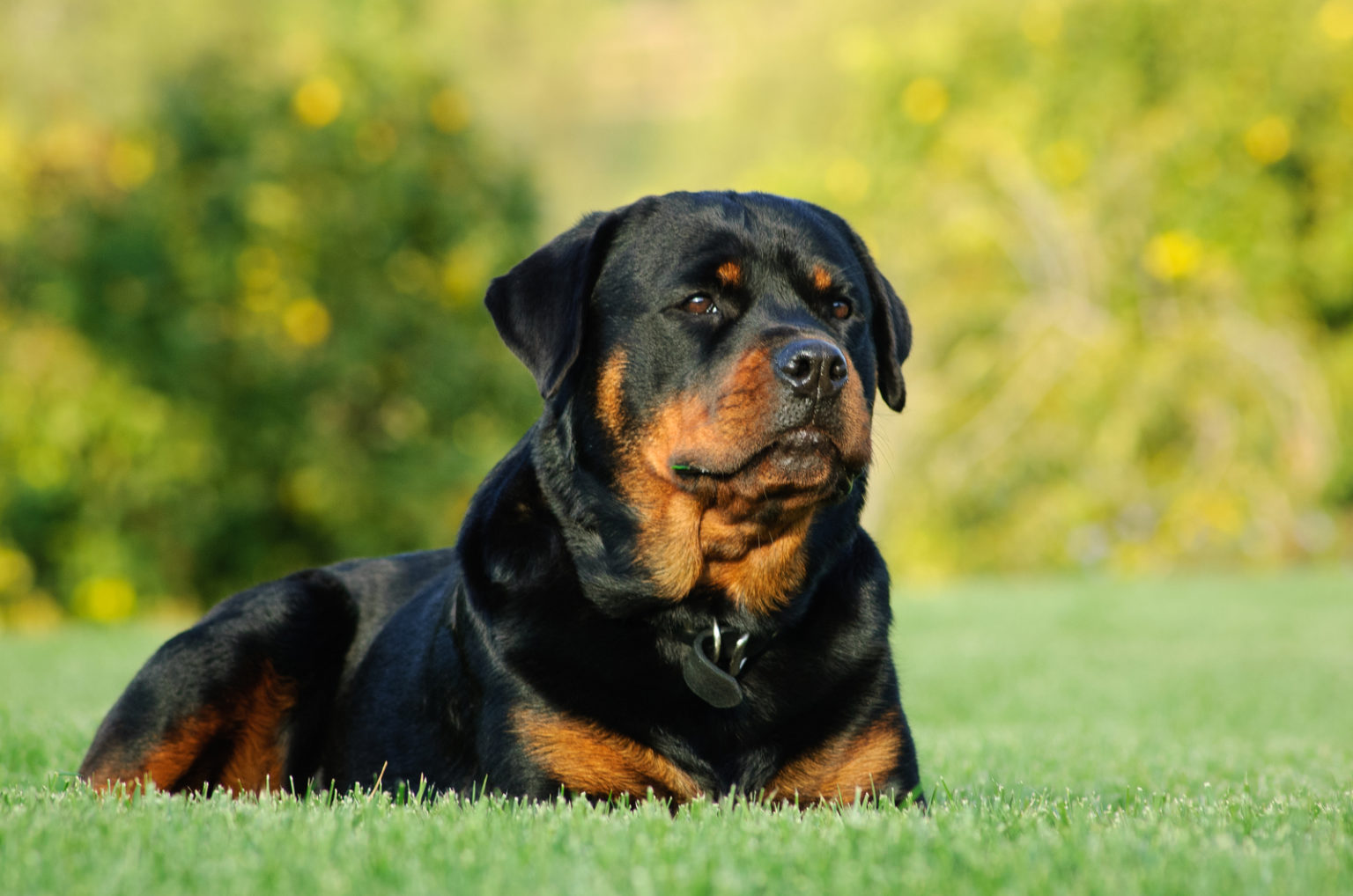 10 Rottweiler Breeders And How To Choose The Best One