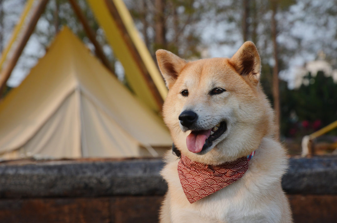 10 Best Shiba Inu Rescues For Adoption