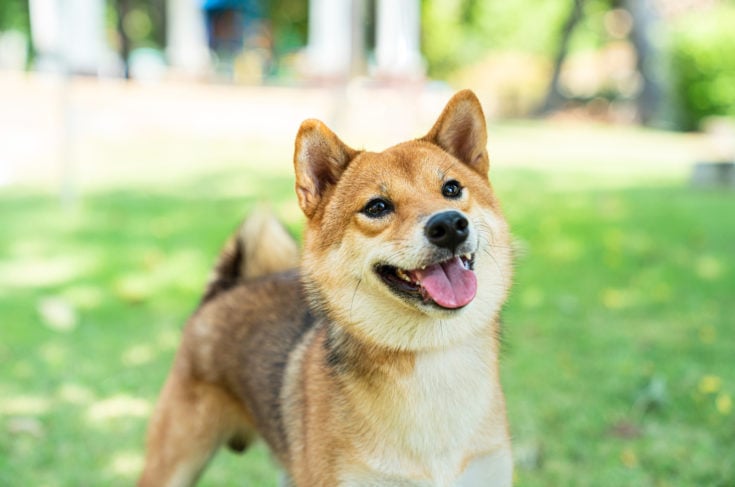 10 Best Shiba Inu Rescues For Adoption