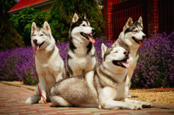 9 Siberian Husky Breeders: Finding Puppies Of Top-Quality