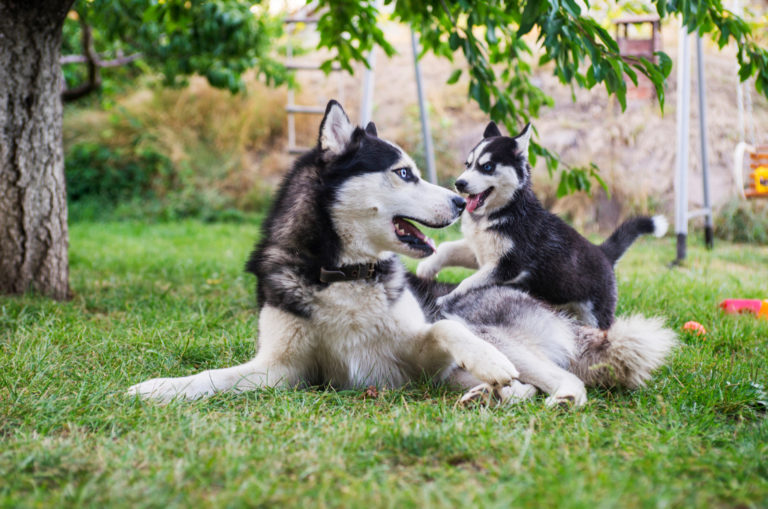 9 Siberian Husky Breeders: Finding Puppies Of Top-Quality