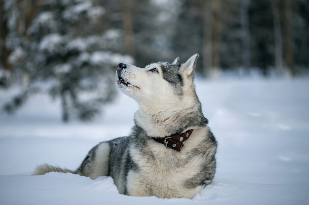 10 Best Collars For Huskies: Reviews And Top Picks