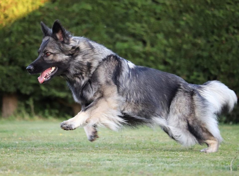 Silver German Shepherd: A GSD Worth The Gold