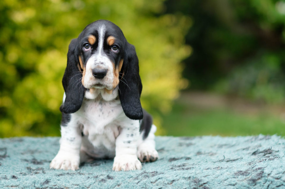 26 Best Basset Hound Rescues For Adoption