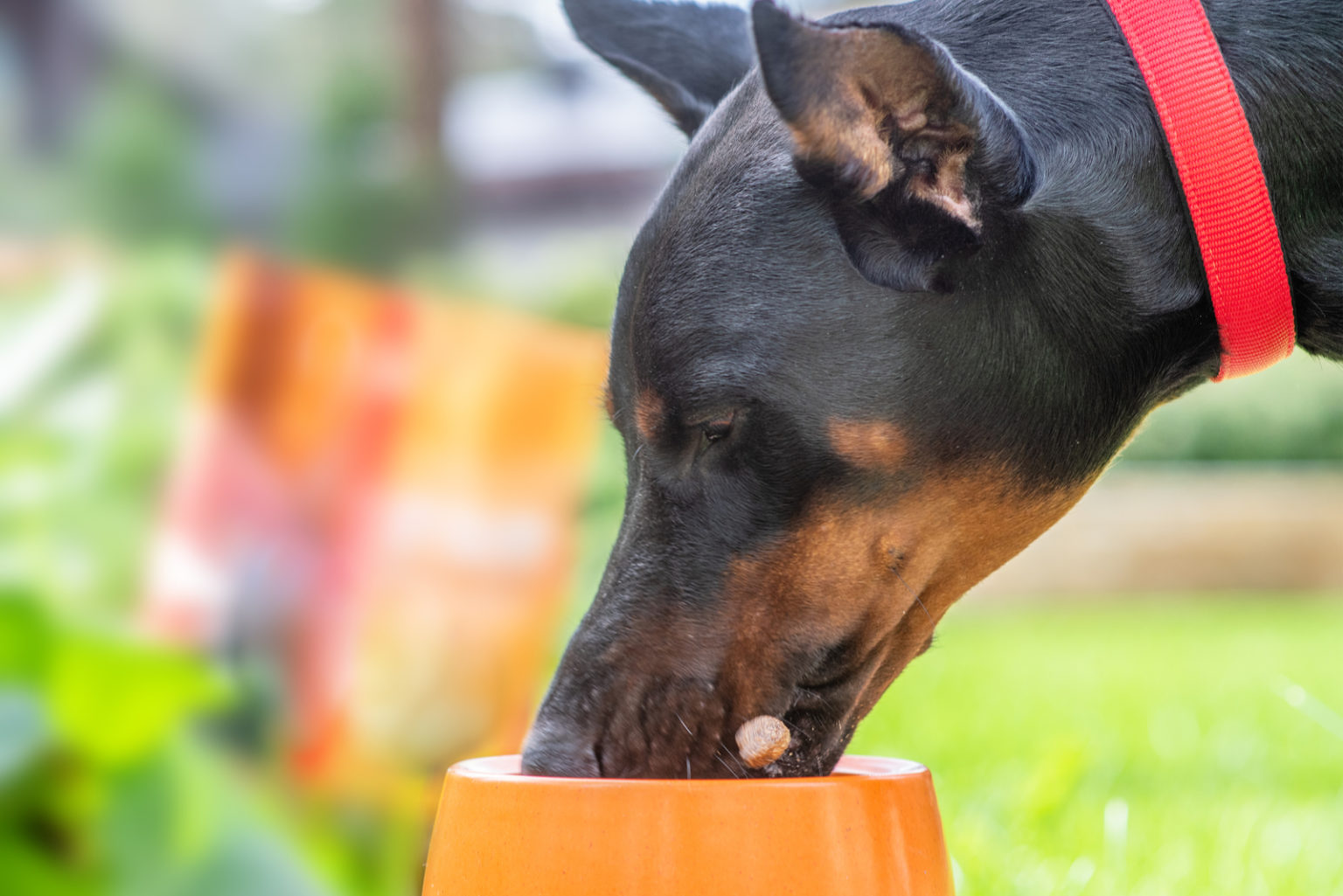 The Ultimate Guide to Feeding Your Doberman Puppy: A Comprehensive Exploration of Nutritional Needs and Dietary Choices