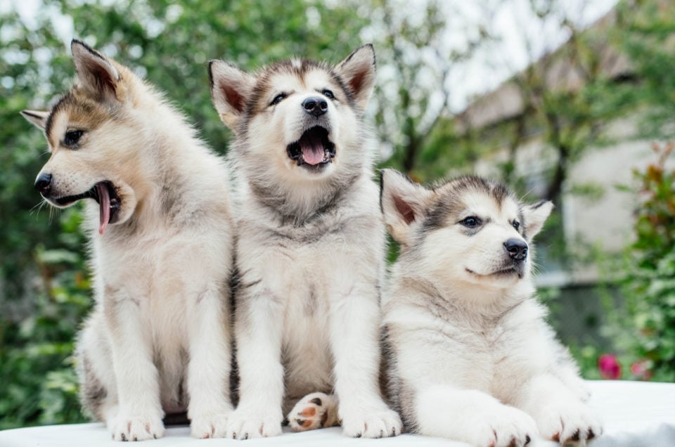 9 Siberian Husky Breeders: Finding Puppies Of Top-Quality