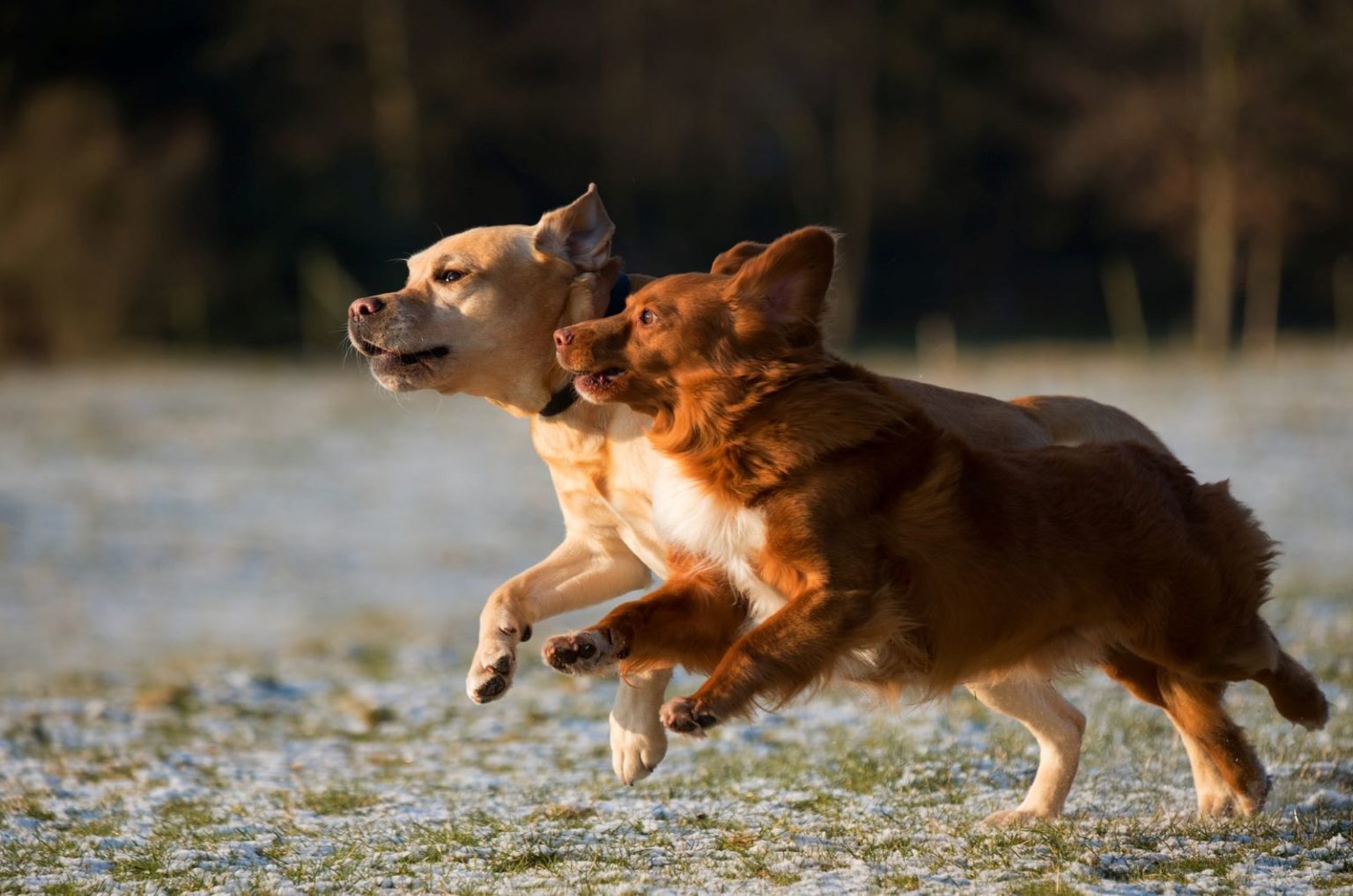 100-gun-names-for-dogs-aiming-for-the-most-unique-dog-name