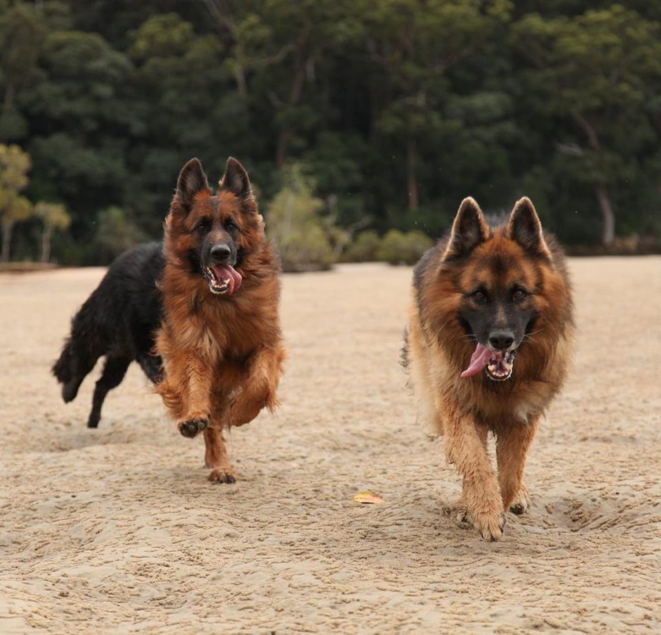 100+ Gun Names For Dogs: Aiming For The Most Unique Dog Name