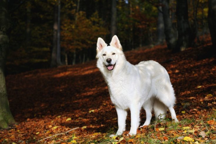 White German Shepherd: A Complete Guide To This Snowy Wonder!