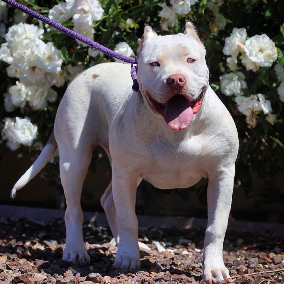 Best Pitbull Breeders In The US Where To Find Pitbull Puppies For Sale