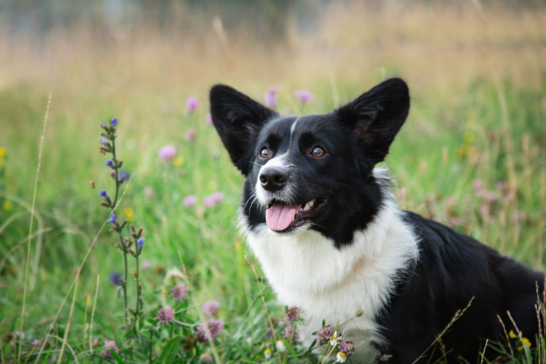 Corgi Greyhound Mix: Meet This Energetic Designer Dog