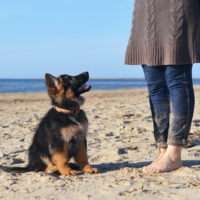 german shepherd puppy looking at its owner