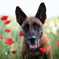 belgian malinois in a field of poppies