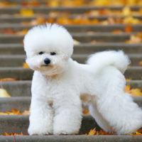 bichon frise on stairs