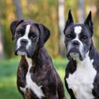 two boxer dogs