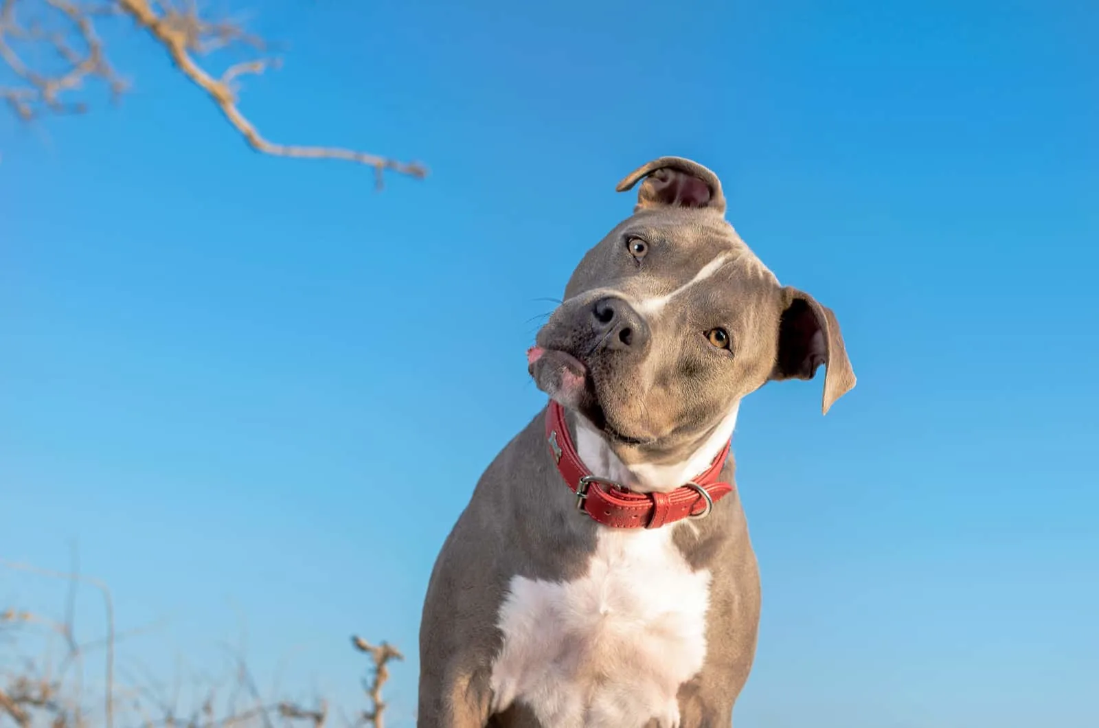 Best brush shop for shedding pitbull