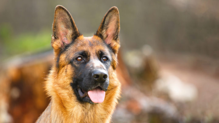 13 Best Collars For German Shepherds For A Fancy Walk