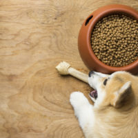 corgi eating food