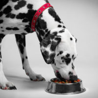 dalmatian eating food from a bowl