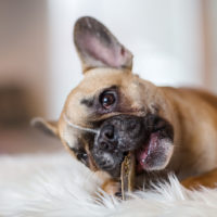 french bulldog eating a snack