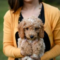 woman holding her goldendoodle pet