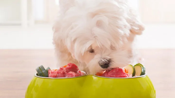 18 Best Dog Foods For Maltese Dogs: Small Pooch Tailored