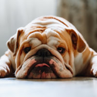 english bulldog resting