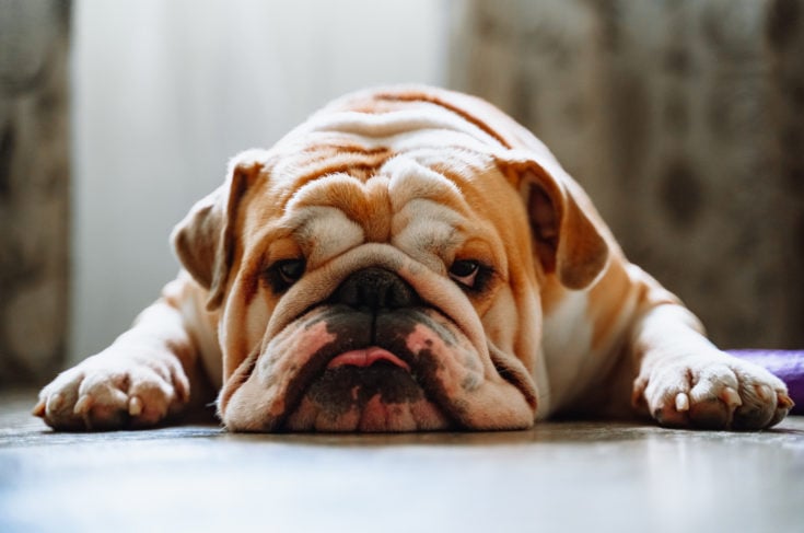 Best Food For English Bulldog: 9 Healthiest Picks And More!