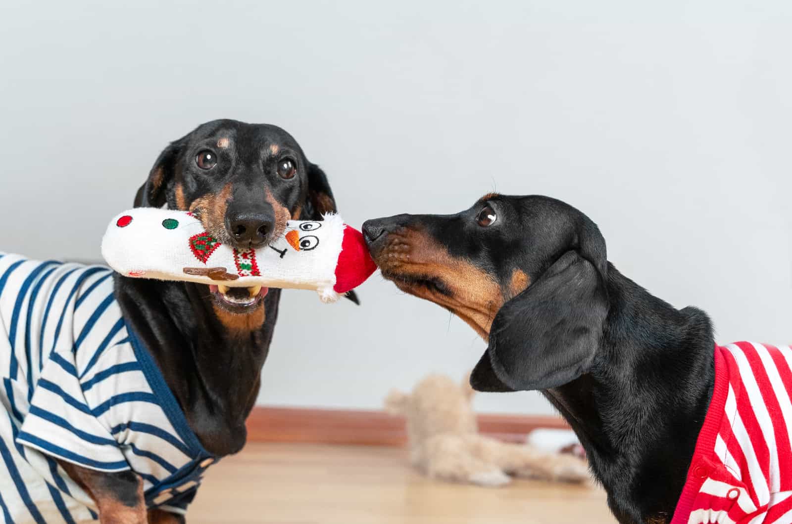 Best Dog Toys for Dachshunds — Dachshund Friends