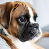 boxer sitting in leaves