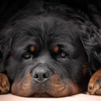 long-haired rottweiler