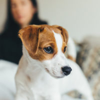 dog turns back away from owner