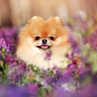 pomeranian in a field of flowers