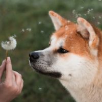 shiba inu looking at a dandelion