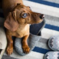 brown dachshund