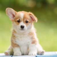 pembroke welsh corgi sitting outside