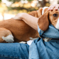 dog resting on owners lap