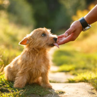 puppy licking hand outside