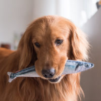 retriever holding a fish in mouth