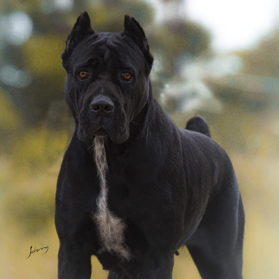 7 Best Cane Corso Breeders In California