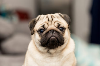 9 Best Pug Breeders: How To Find A Breeder You Can Trust