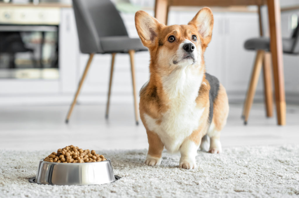 Best Dog Food For Corgi: 9 Brands Your Pooch Will Love