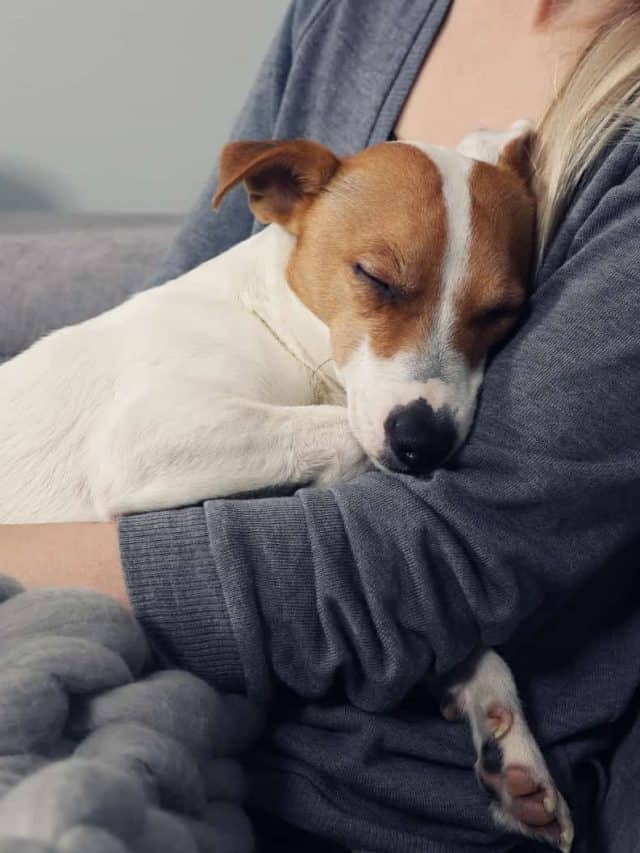 Why Does My Dog Sleep So Close To Me? Dog Behavior Explained PupVine